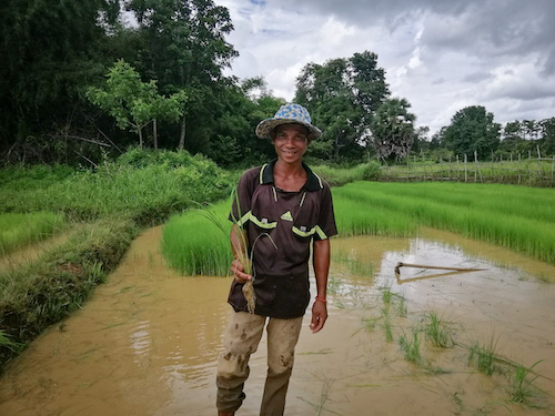 IBIS Rice Farmer during Transplanting IBIS Rice small