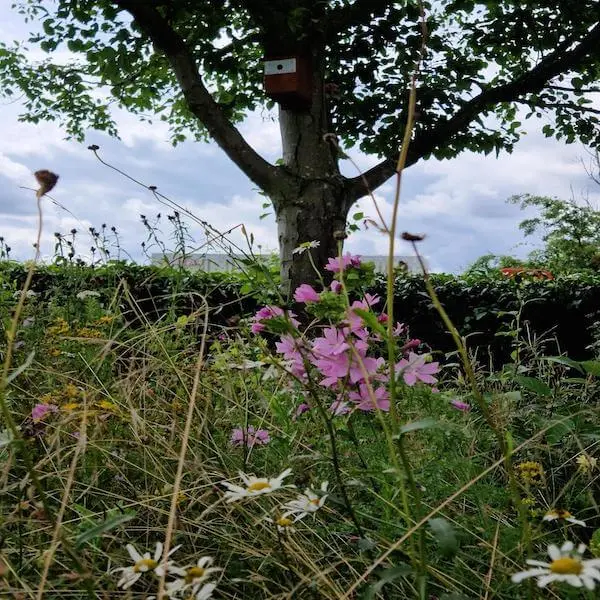 Wild flower meadow with tree and nesting box
